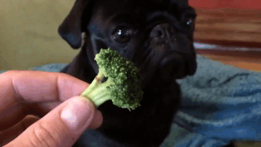 broccoli giph
