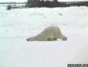 winter weight polar bear